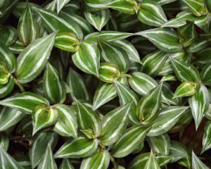 Tradescantia Nanouk