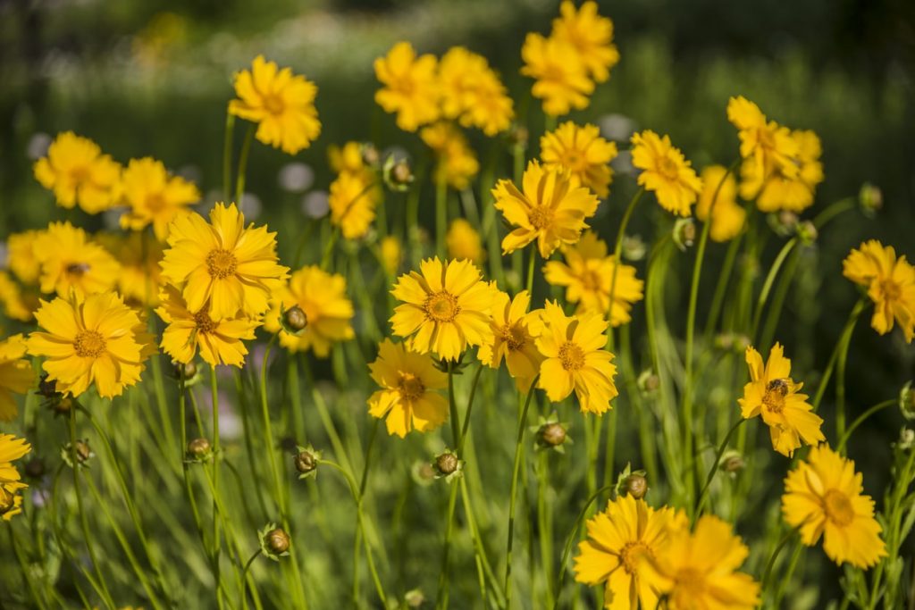 Coreopsis